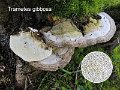 Trametes gibbosa-amf1815
